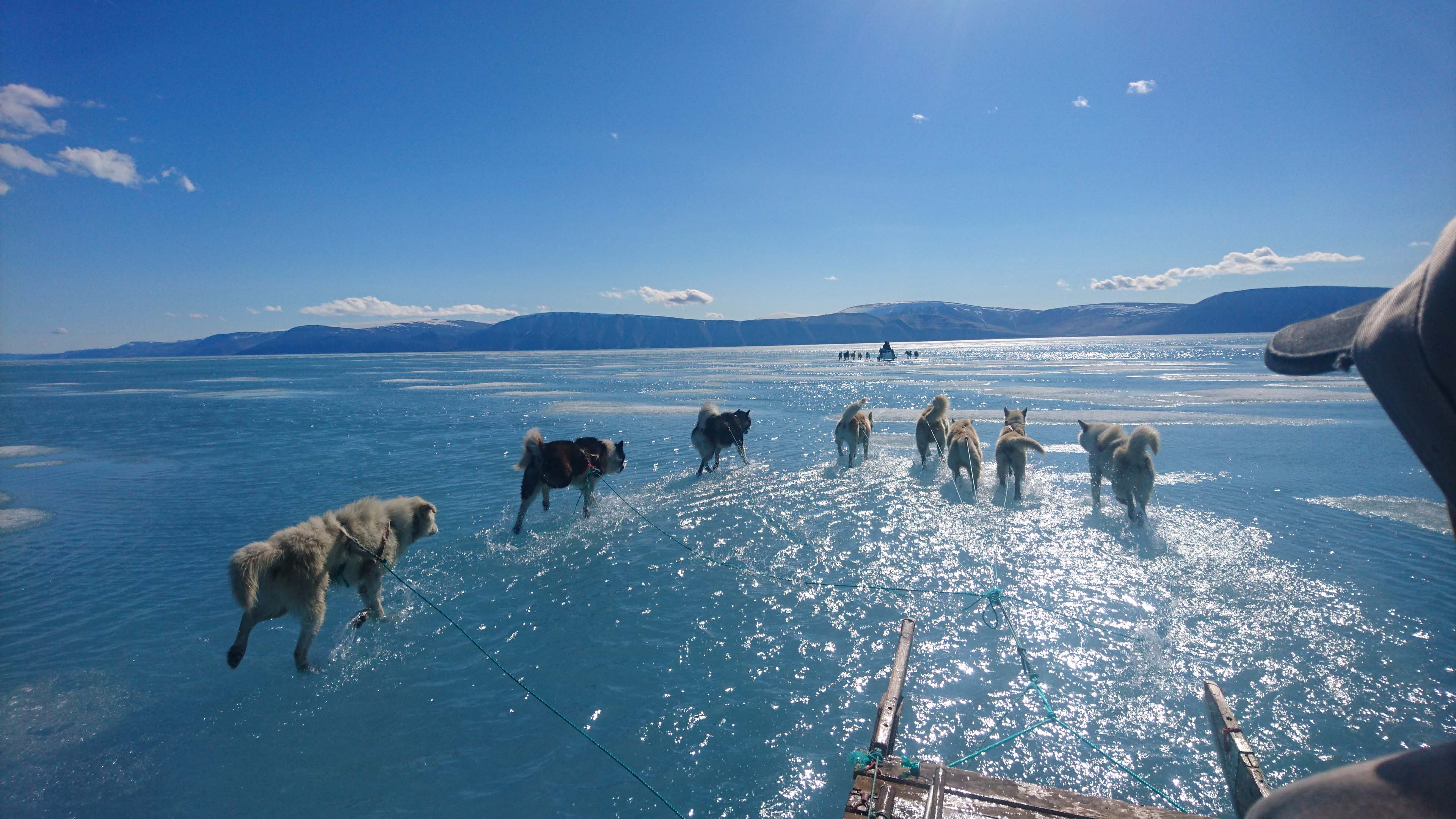Steffen M Olsen - Slædehunde i smeltevand fra Quanaaq