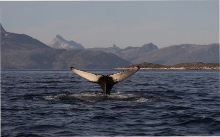 Godthåbsfjorden.