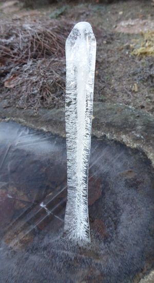 Issøjle i fuglebadet