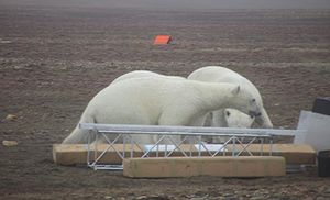 Isbjørne og teknik