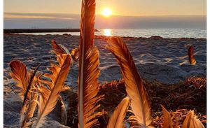 Sommeraften på stranden