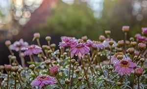 Dråber på blomster