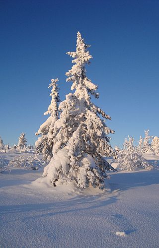 Snelandskab Snelandskab