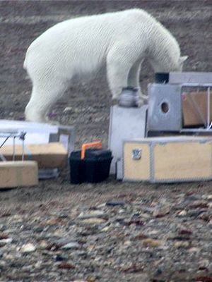 Isbjørn på udstyret