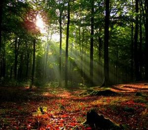 Solstråler i skov