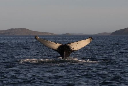 Godthåbsfjorden.