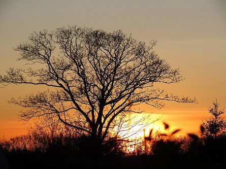 Træ i solnedgang