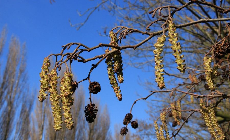 Pollentallene er skudt i vejret