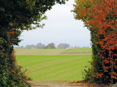 efterårsglimt