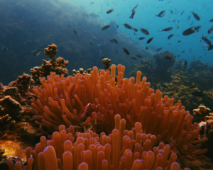 Billede af koralrev