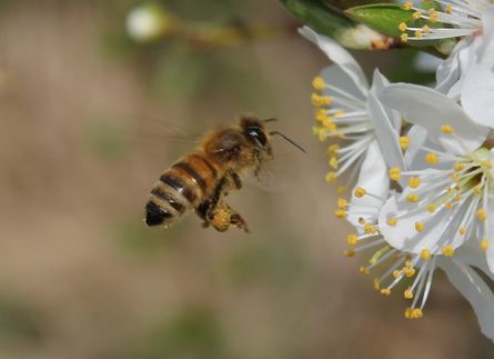 Bi i blomst