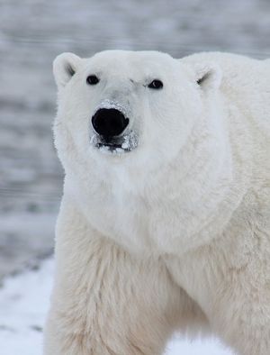 Billede af isbjørn