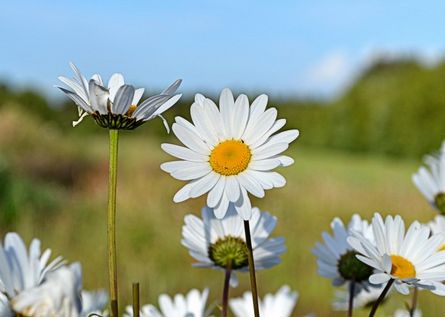 Marguerit.