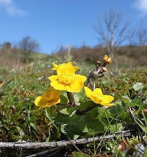 Anemoner i solskin