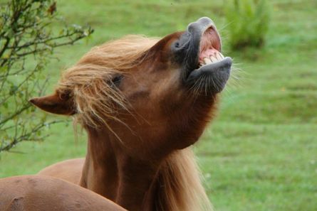 Vrinskende hest