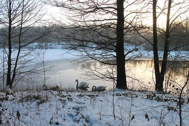 Vinterlandskab med sø og svanepar