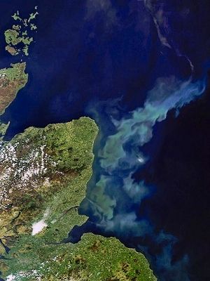 Satellitbillede af alger