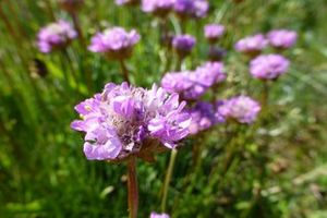 Det blomstrende dige ved Kramnitse på Lolland, maj 2015. Foto Vagn Nielsen.