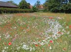 Flor af vilde sommerblomster.