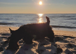 Hund på strand