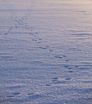 Pote-aftryk i sne i Arktis