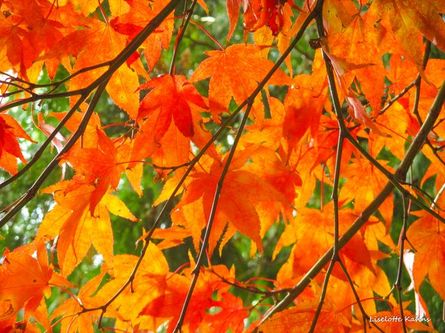 Orange blade på grene