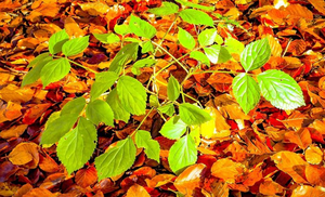 Blade på jorden