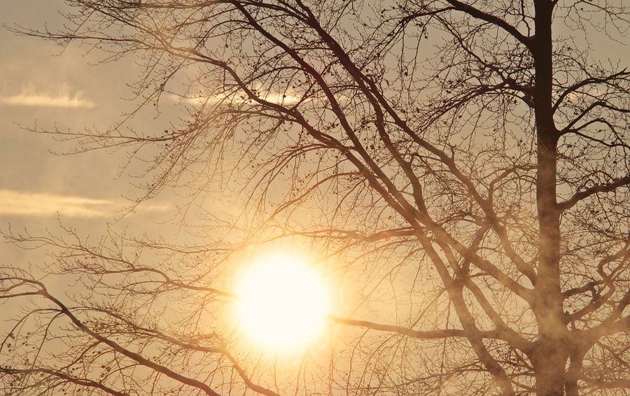 Træ med sol i baggrunden