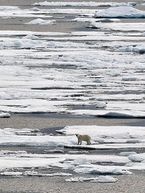 Isbjørn på havis