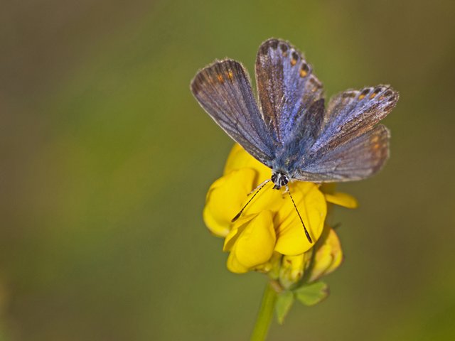 Blå sommerfugl på udkig efter nektar