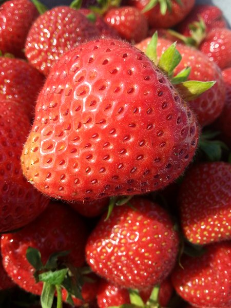 Friske danske jordbær hører sommeren til.