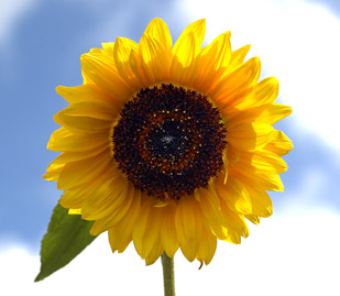 Solsikke i sol Solsikke i sol