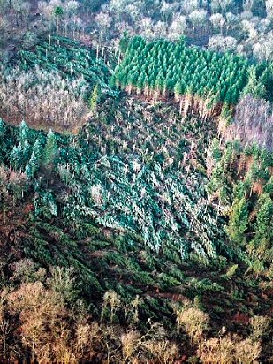 Skov væltet af storm