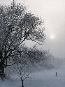 Træ i sne