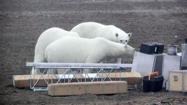 Tre isbjørne ved udstyret