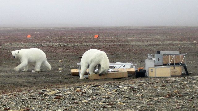To isbjørne omkring udstyret