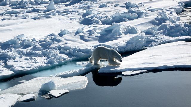 Isbjørn går på isen