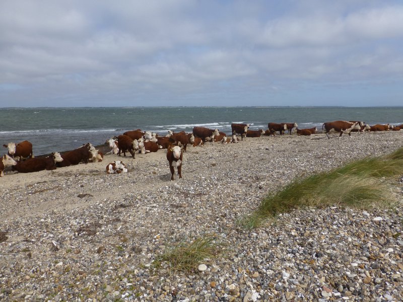 Køer på strand
