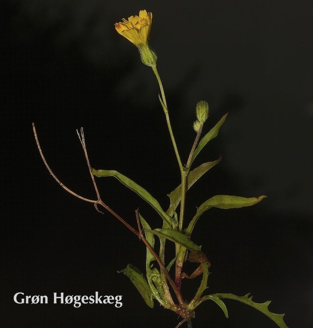Grøn Bøgeskæg Grøn Bøgeskæg