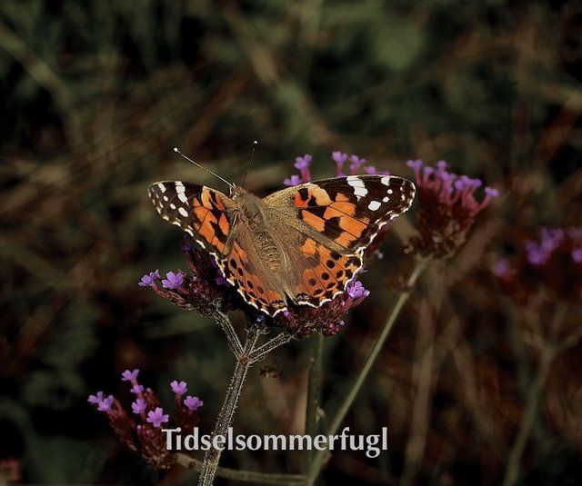 Tidselssommerfugl Tidselssommerfugl