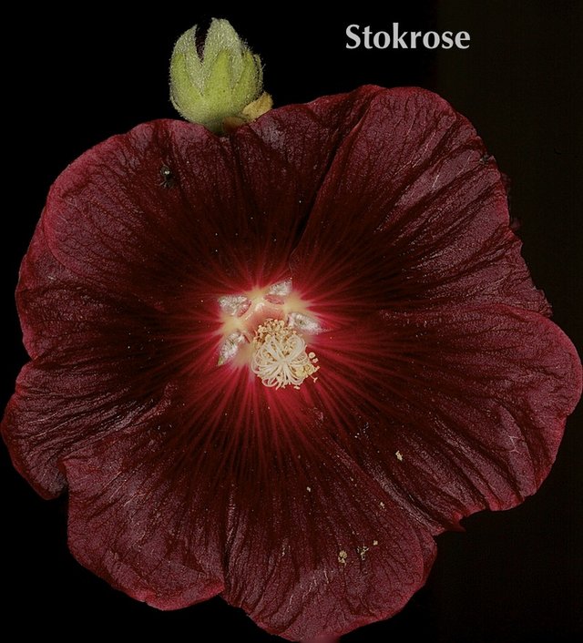 Stokrose Stokrose