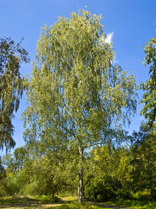 birketræ