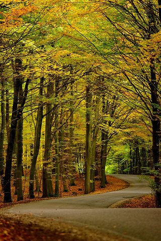 Tør vejbane og masse af løse, brune blade i Gisselfelds Skove, Faxe.