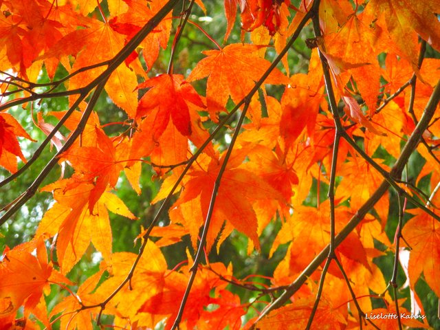 Orange blade på grene Orange blade på grene