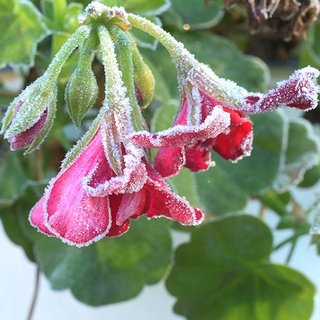 Blomst med frostpå Blomst med frostpå