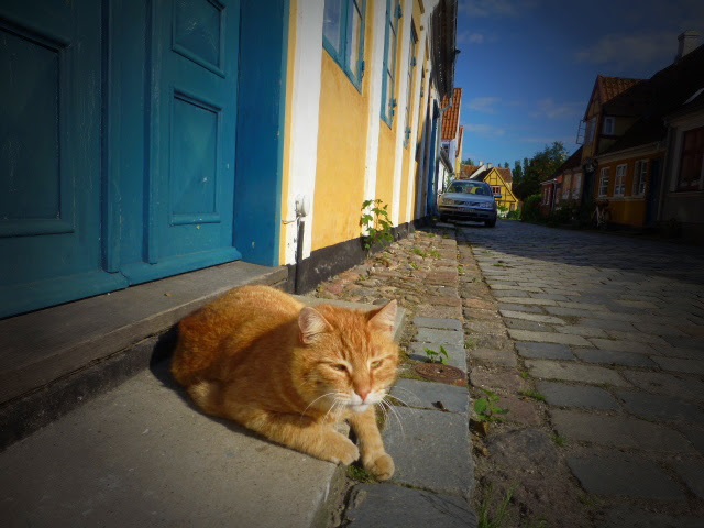 Kat på dørtrin i solskin