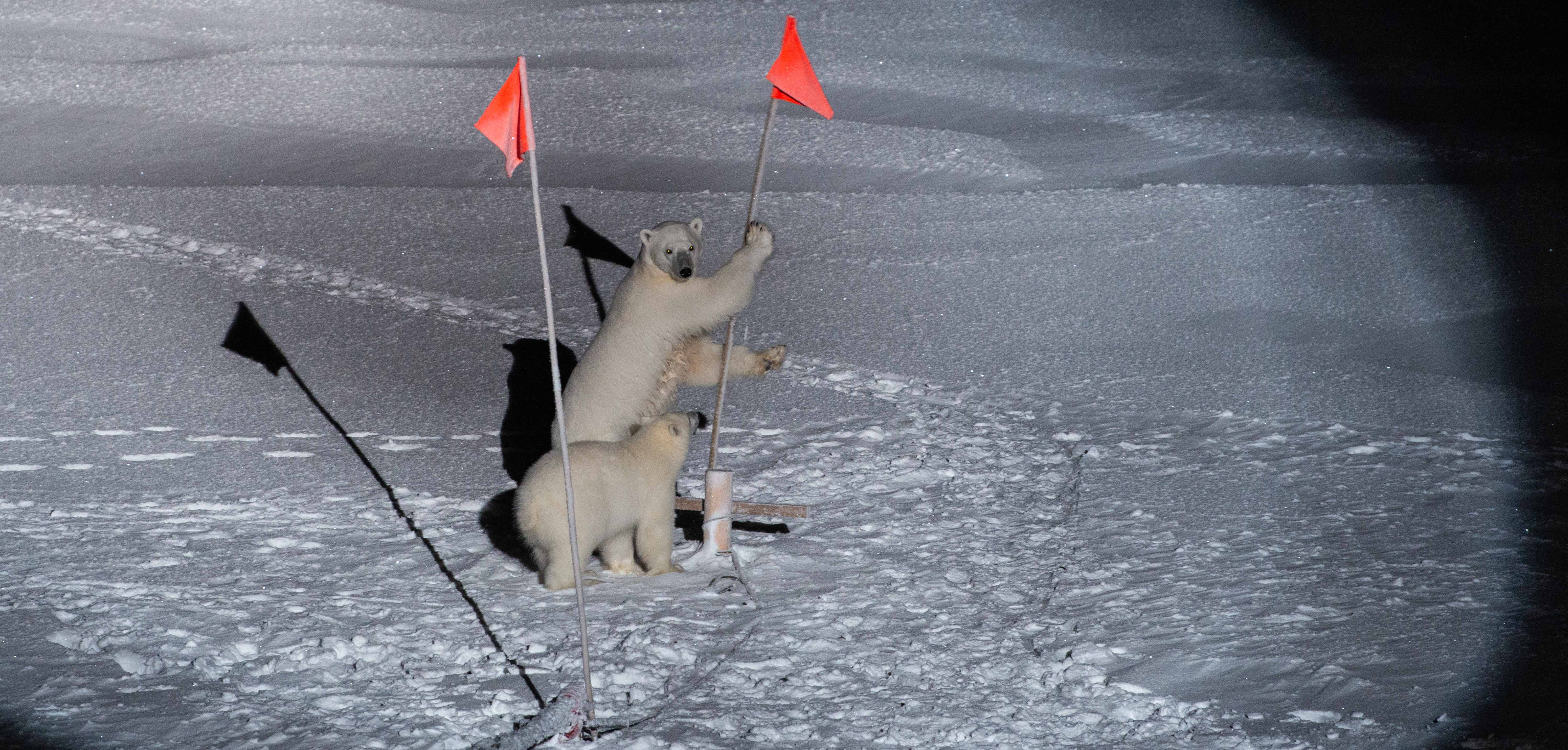 To isbjørne tæt på isbryderen under MOSAiC