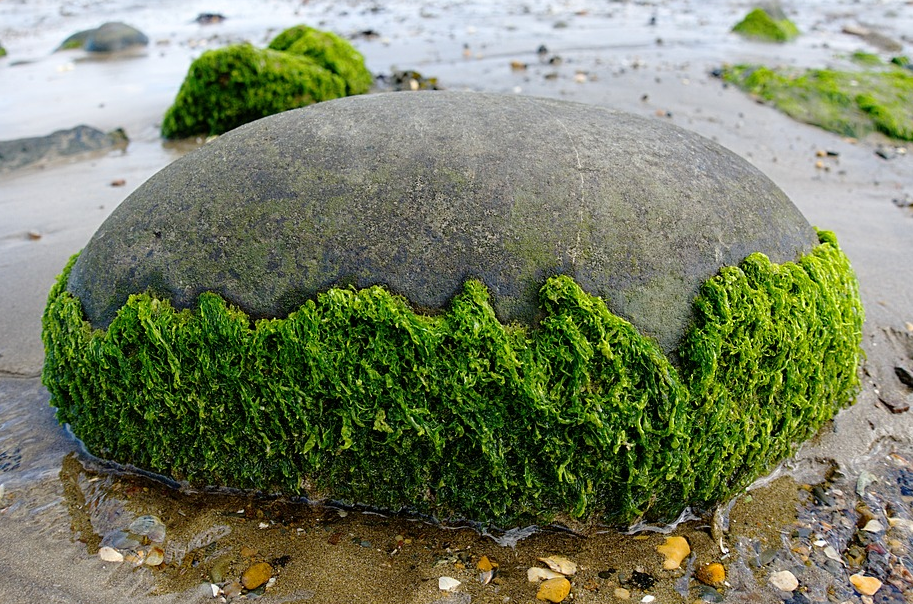 Sten med tang på strand