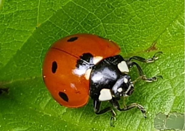 Mariehøne på blad