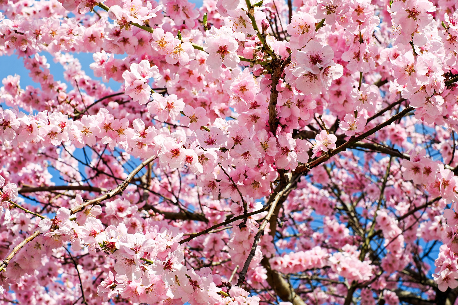 Billede af japansk kirsebærtræ